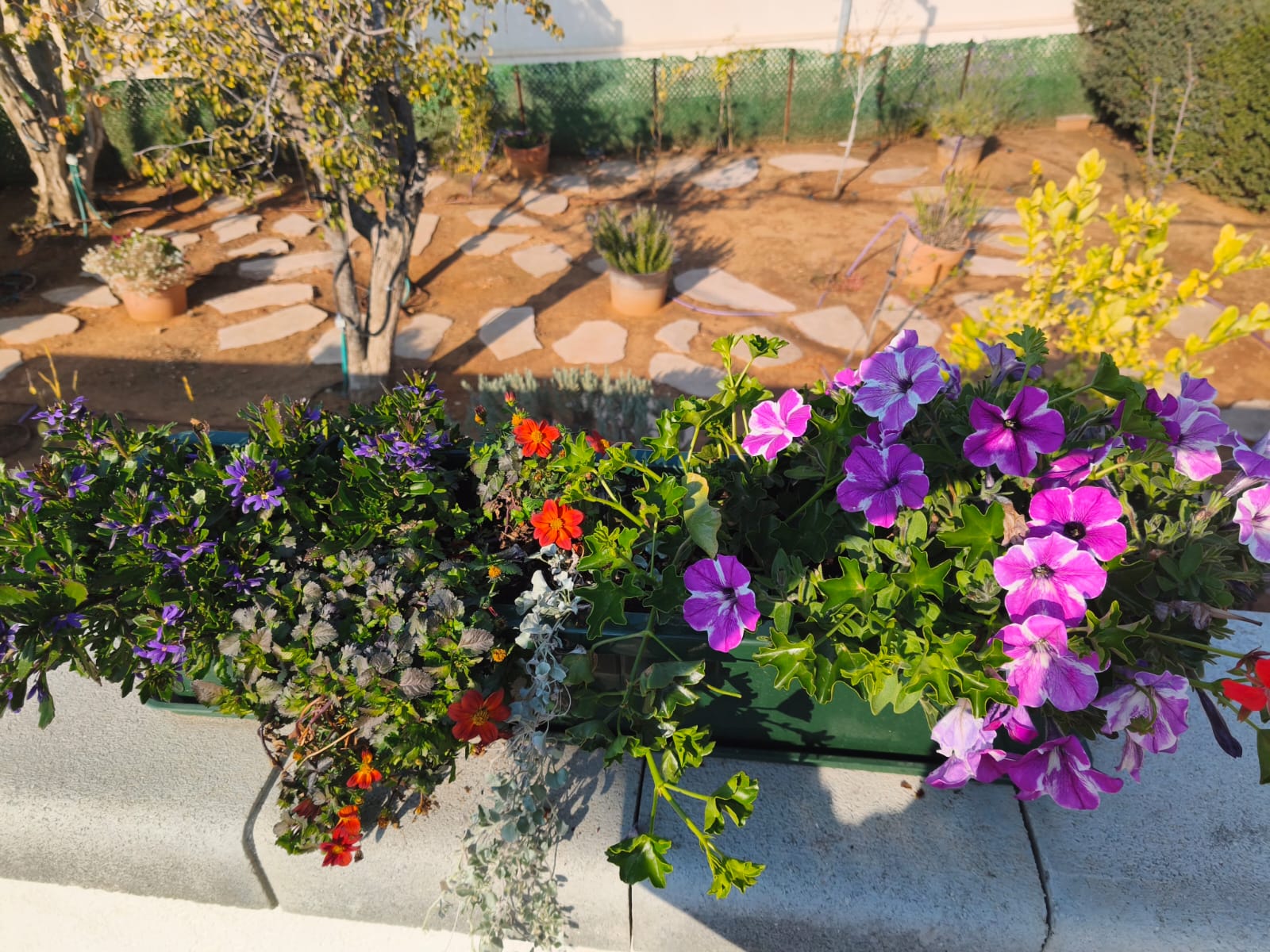 אסף גינון - עבודה מקצועית